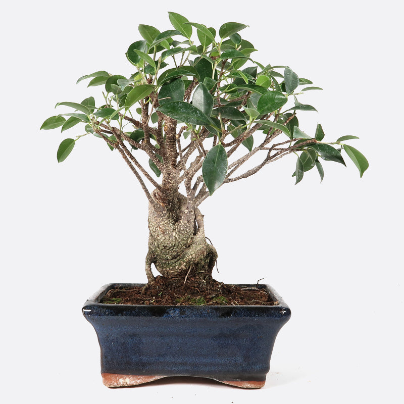 Ficus retusa - Lorbeerfeige, ca. 6-7 jährig, 25-30 cm, Zimmerbonsai