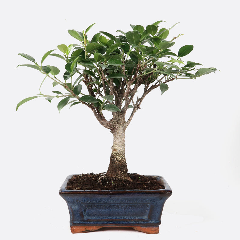 Ficus retusa - Lorbeerfeige, ca. 6-7 jährig, 25-30 cm, Zimmerbonsai