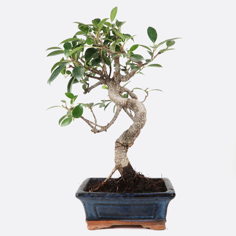 Ficus retusa - Lorbeerfeige, ca. 7-8 jährig, 25-30 cm, Zimmerbonsai