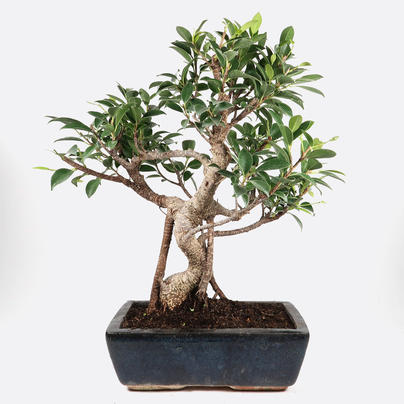 Ficus retusa - Lorbeerfeige, ca. 11-12 jährig, 40-45 cm, Zimmerbonsai