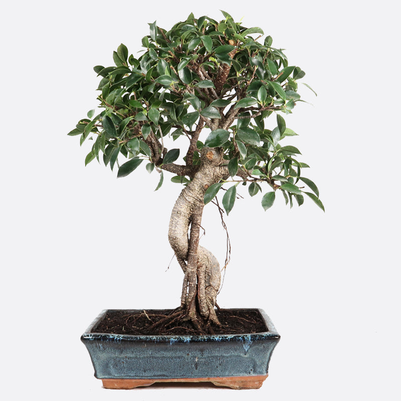 Ficus retusa - Lorbeerfeige, ca. 11-12 jährig, 45-50 cm, Zimmerbonsai