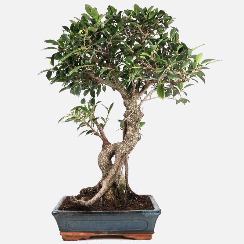 Ficus retusa - Lorbeerfeige, ca. 12-13 jährig, 50-55 cm, Zimmerbonsai