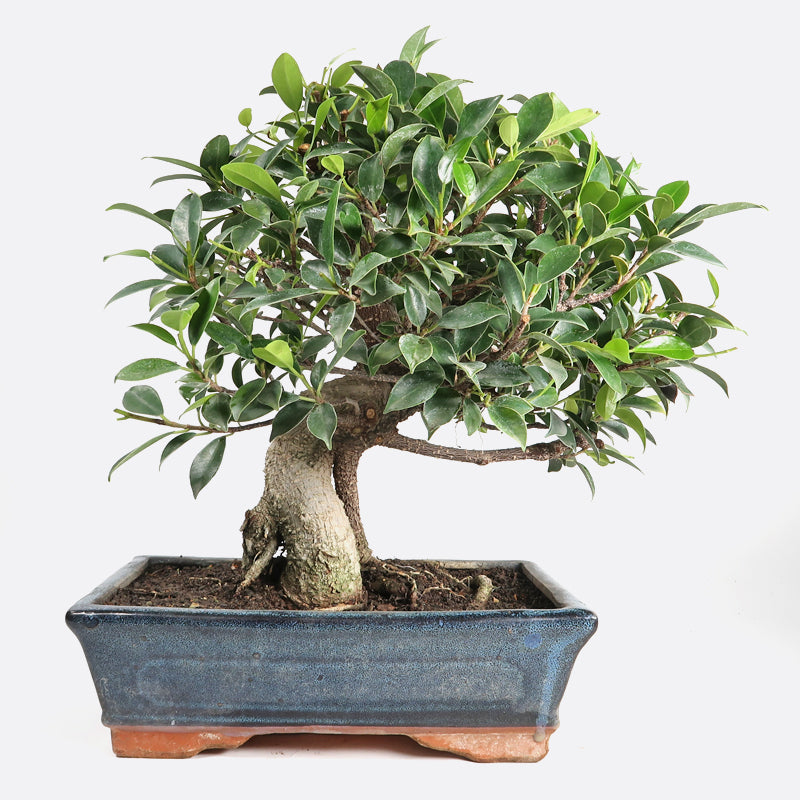 Ficus retusa - Lorbeerfeige, ca. 12 jährig, 30-35 cm, Zimmerbonsai