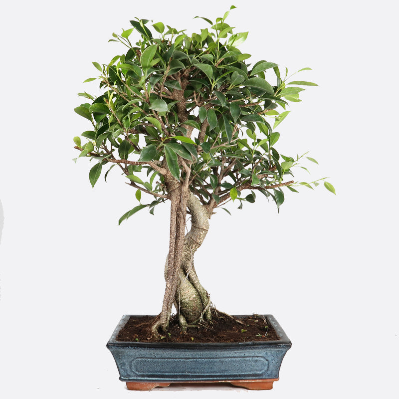 Ficus retusa - Lorbeerfeige, ca. 11-12 jährig, 45-50 cm, Zimmerbonsai