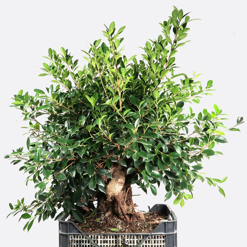 Ficus retusa - Lorbeerfeige zum Gestalten, Zimmerbonsai