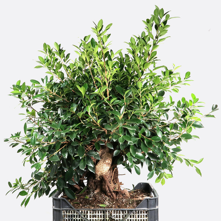 Ficus retusa