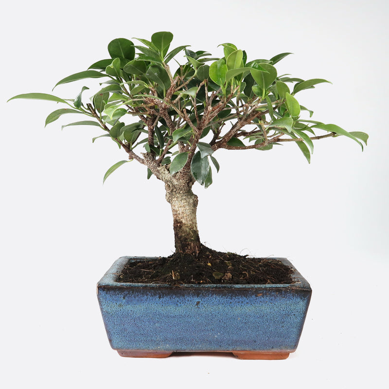 Ficus retusa - Lorbeerfeige, ca. 7 jährig, 20-25 cm, Zimmerbonsai