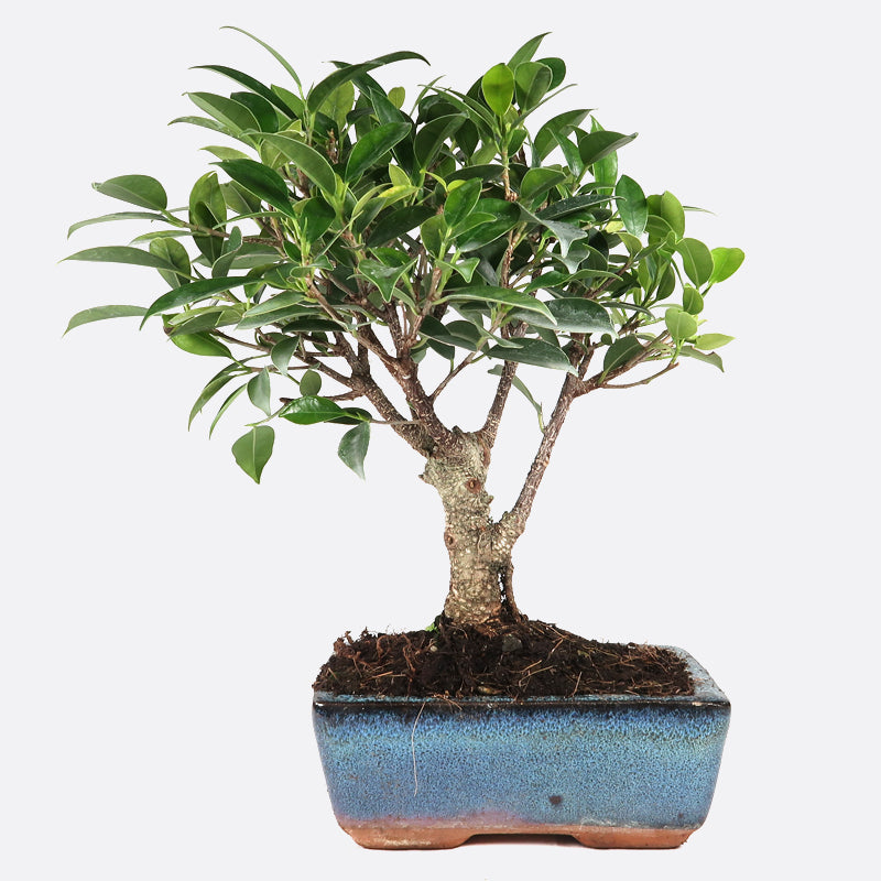 Ficus retusa - Lorbeerfeige, ca. 7 jährig, 25-30 cm, Zimmerbonsai