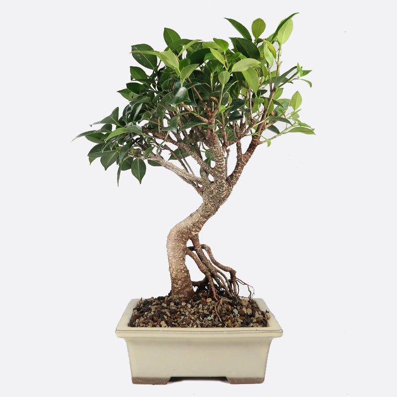Ficus retusa - Lorbeerfeige, ca. 7-8 jährig, 30-35 cm, Zimmerbonsai