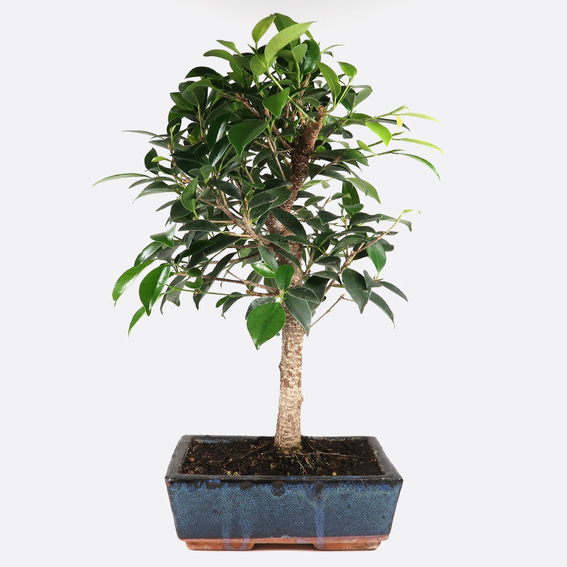 Ficus retusa - Lorbeerfeige, ca. 8-9 jährig, 35-40 cm, Zimmerbonsai
