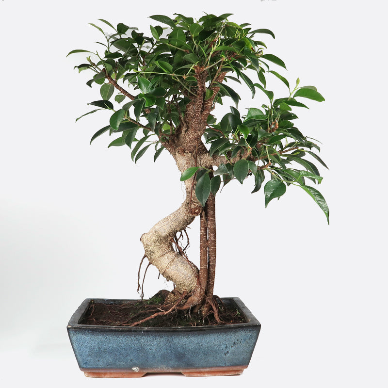 Ficus retusa - Lorbeerfeige, ca. 11-12 jährig, 50-55 cm, Zimmerbonsai