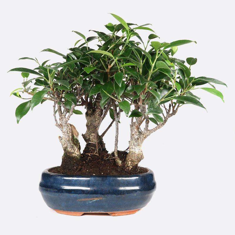 Ficus retusa