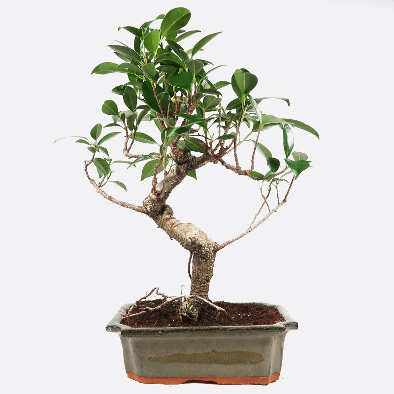 Ficus retusa - Lorbeerfeige, ca. 7-8 jährig, 35-40 cm, Zimmerbonsai