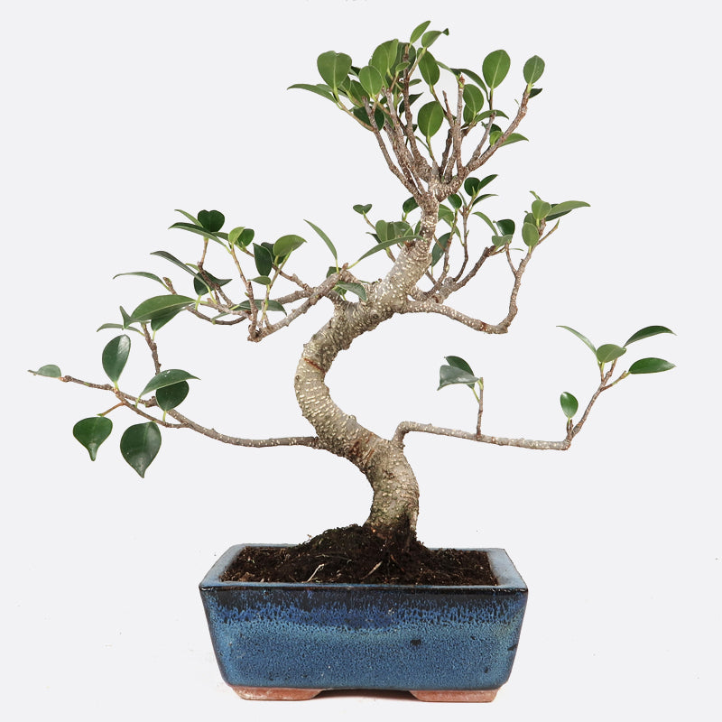 Ficus retusa - Lorbeerfeige, ca. 7-8 jährig, 25-30 cm, Zimmerbonsai
