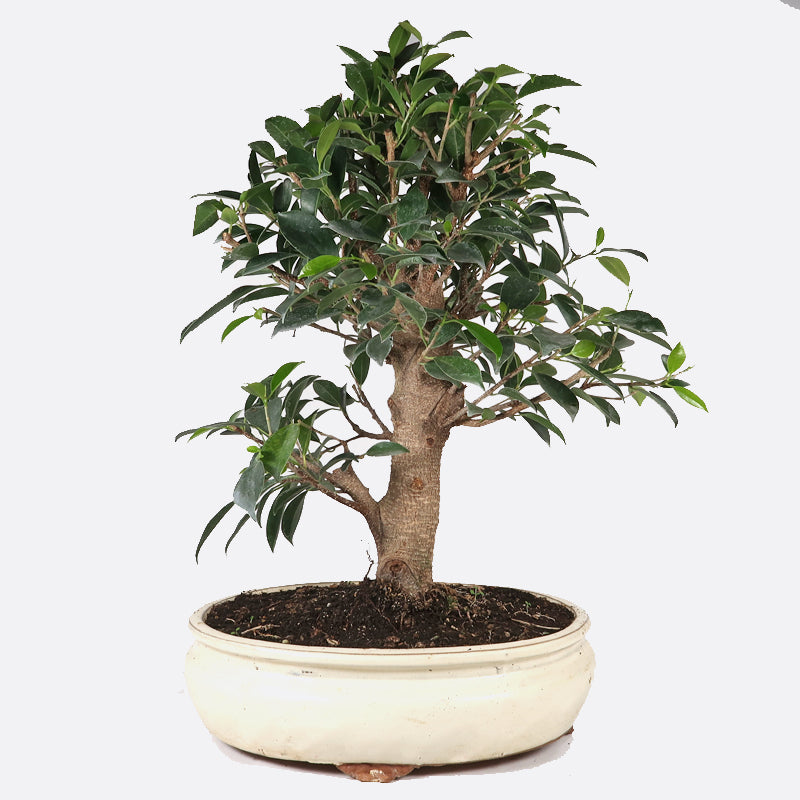 Ficus retusa - Lorbeerfeige, ca. 10 jährig, 35-40 cm, Zimmerbonsai