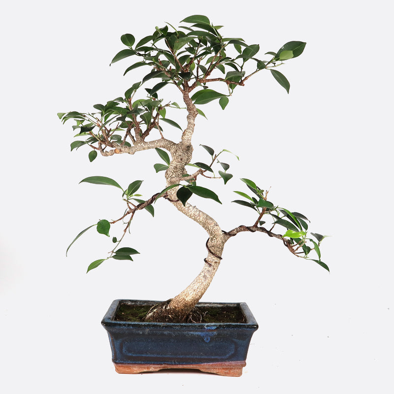 Ficus retusa - Lorbeerfeige, ca. 9 jährig, 35-40 cm, Zimmerbonsai