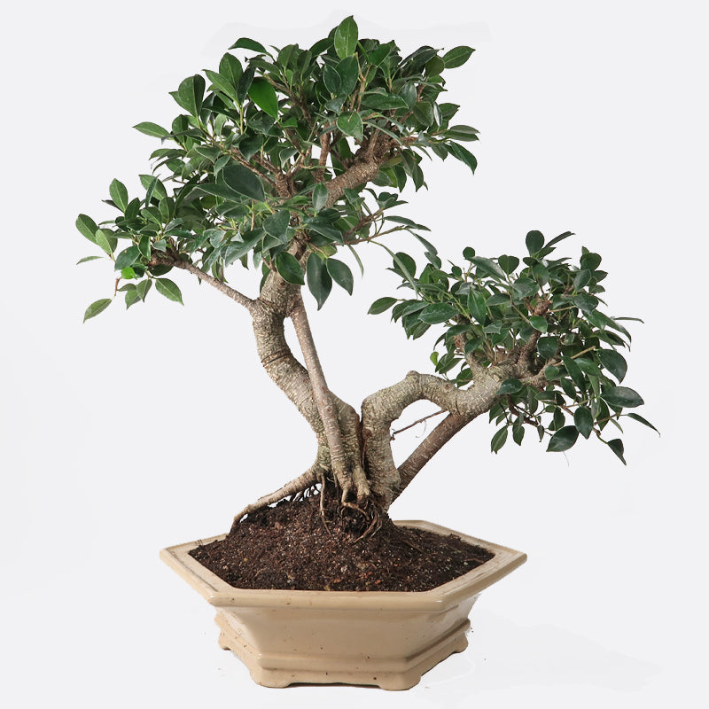 bromelie rote blätter Guzmania Bromilie online kaufen main image 0