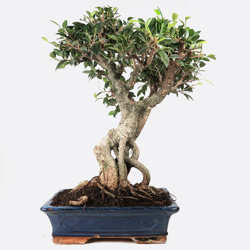 pyracantha bonsai Pyracantha Bonsai