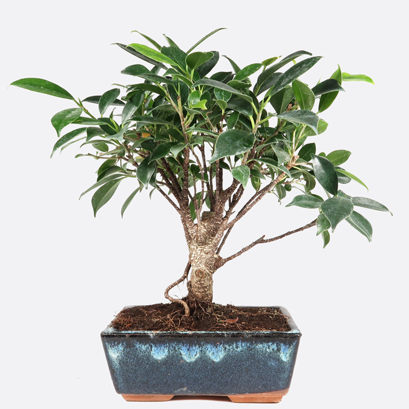 Ficus retusa - Lorbeerfeige, ca. 5-6 jährig, 25-30 cm, Zimmerbonsai
