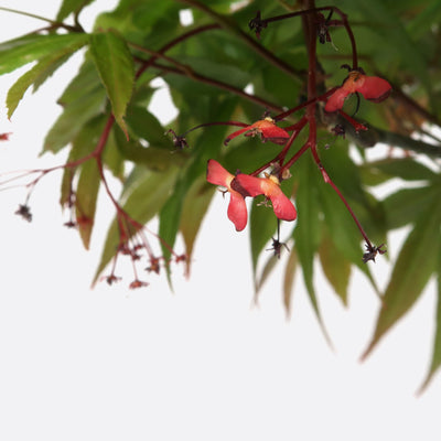 Acer atropurpureum - Roter Fächerahorn, ca. 16-17 jährig, 60-65 cm, Gartenbonsai