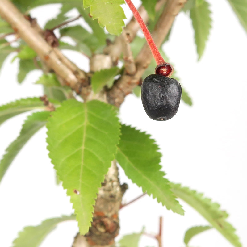 Prunus incisa - Fujikirsche, ca. 9 jährig, 35-40 cm, Gartenbonsai