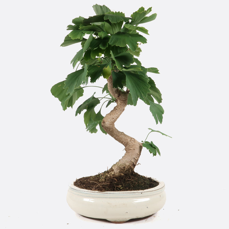 Ginkgo biloba, 13-14 jährig, ca. 40-45 cm, Gartenbonsai