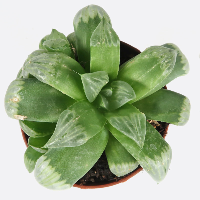 Haworthia byakuya