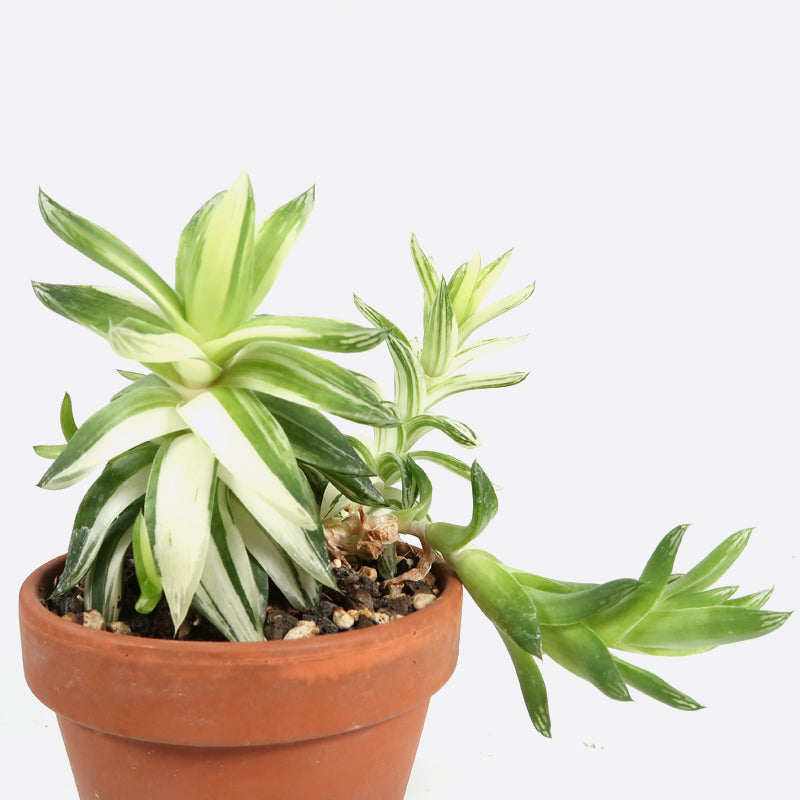 Haworthia marumiana f. variegata