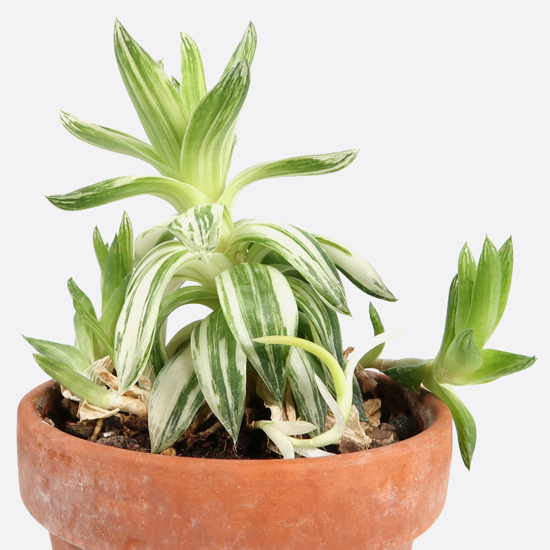 Haworthia marumiana f. variegata