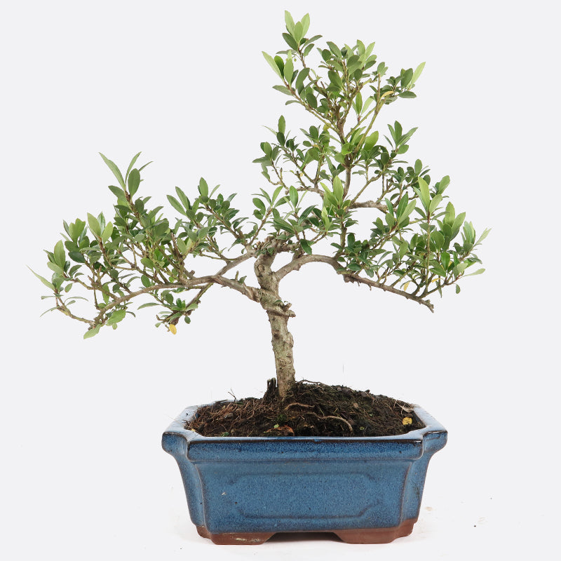 Ilex crenata - Japanische Stechpalme, ca. 8-9 jährig, 25-30 cm, Gartenbonsai