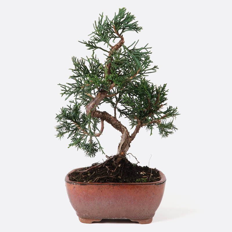 Juniperus - Wacholder, ca. 8 jährig, 20-25 cm, Gartenbonsai