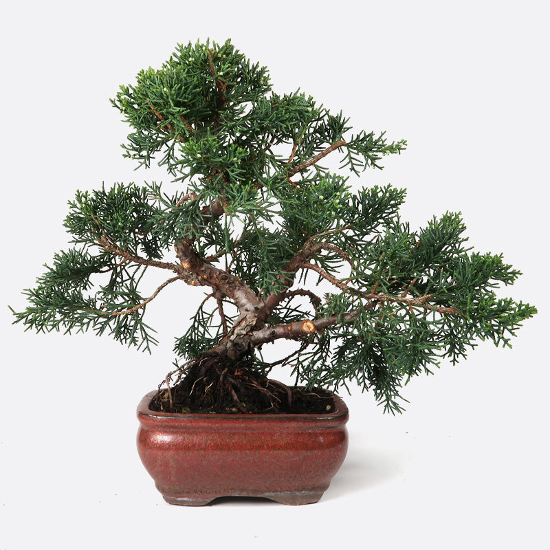 Juniperus - Wacholder, ca. 9 jährig, 25-30 cm, Gartenbonsai