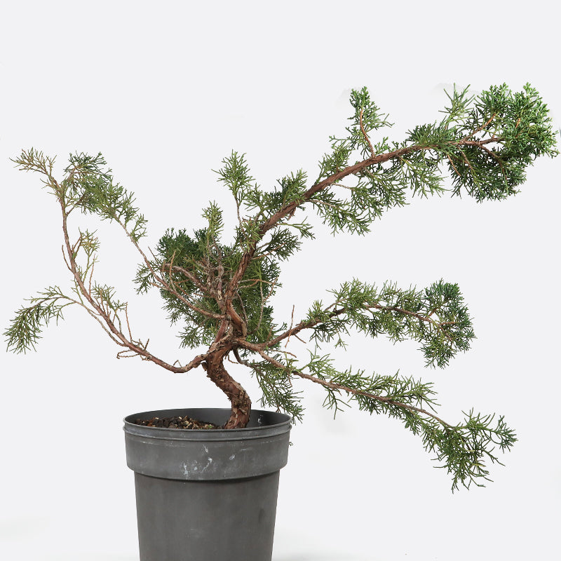 Juniperus - Wacholder, ca. 13 jährig, 45-50 cm, Gartenbonsai