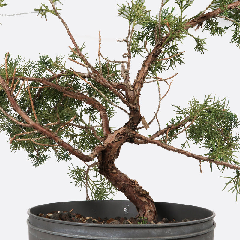 Juniperus - Wacholder, ca. 13 jährig, 45-50 cm, Gartenbonsai