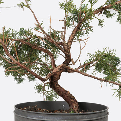 Juniperus - Wacholder, ca. 13 jährig, 45-50 cm, Gartenbonsai