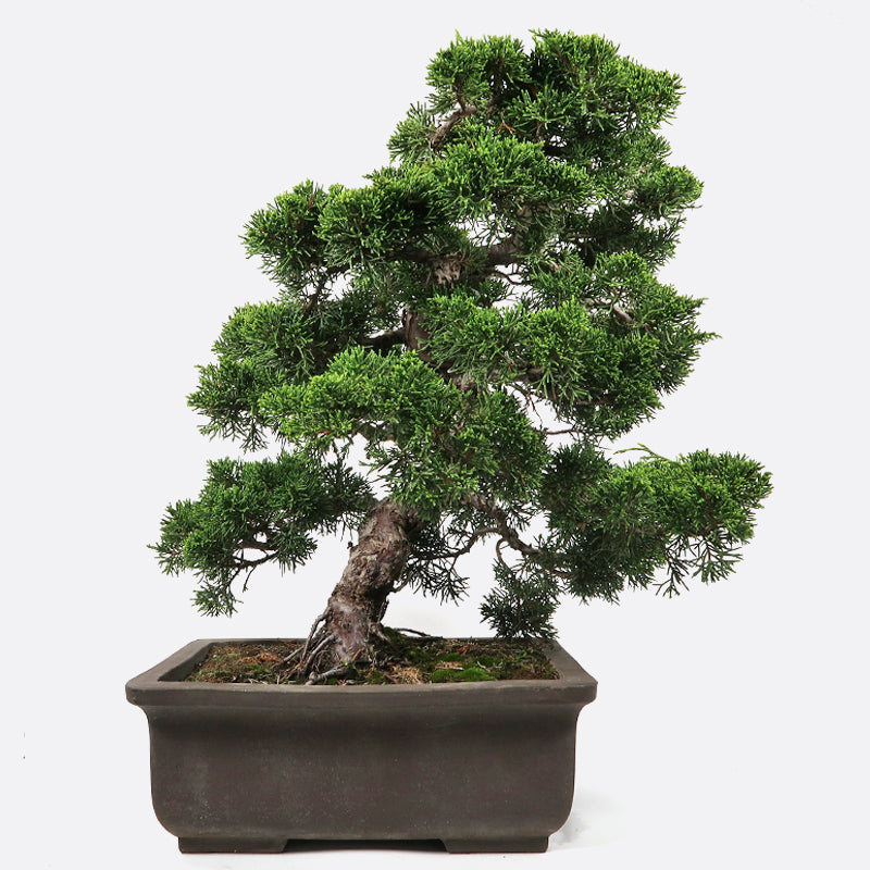Juniperus - Wacholder, ca. 27-28 jährig, 45-50 cm, Gartenbonsai