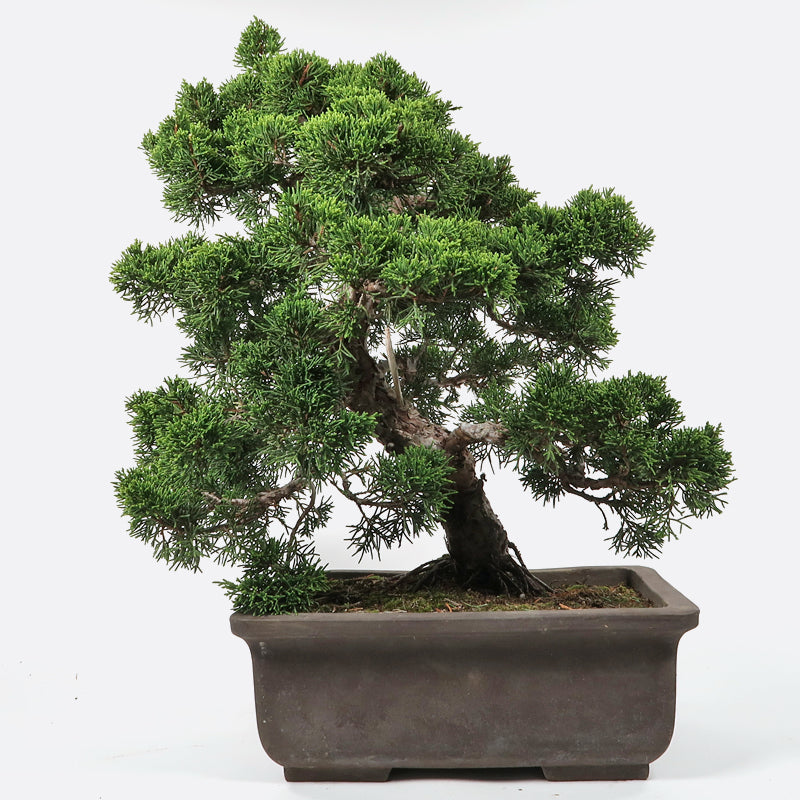 Juniperus - Wacholder, ca. 27-28 jährig, 45-50 cm, Gartenbonsai