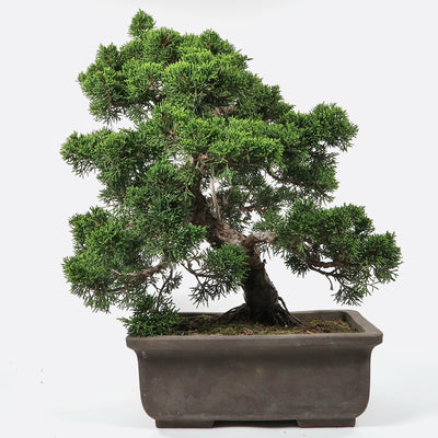 Juniperus - Wacholder, ca. 27-28 jährig, 45-50 cm, Gartenbonsai
