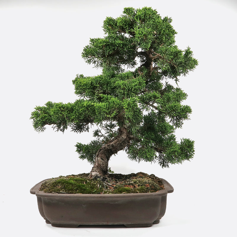 Juniperus - Wacholder, ca. 27-28 jährig, 40-45 cm, Gartenbonsai