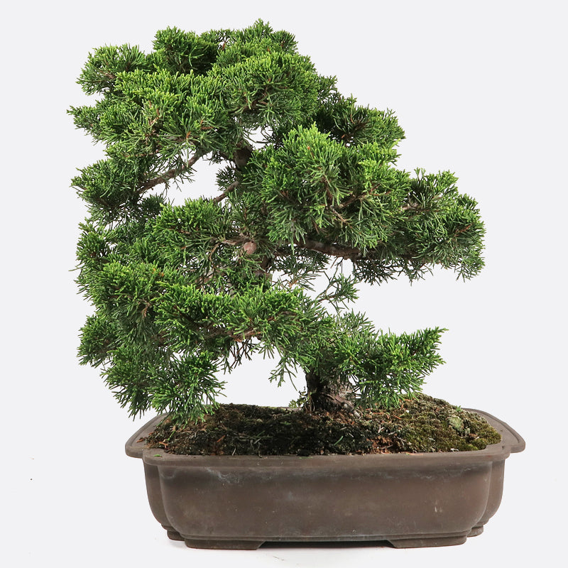 Juniperus - Wacholder, ca. 27-28 jährig, 40-45 cm, Gartenbonsai