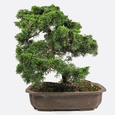 Juniperus - Wacholder, ca. 27-28 jährig, 40-45 cm, Gartenbonsai
