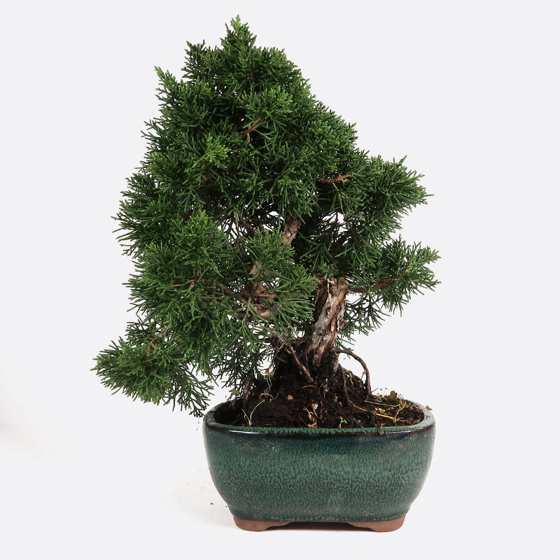 Nadelbonsai