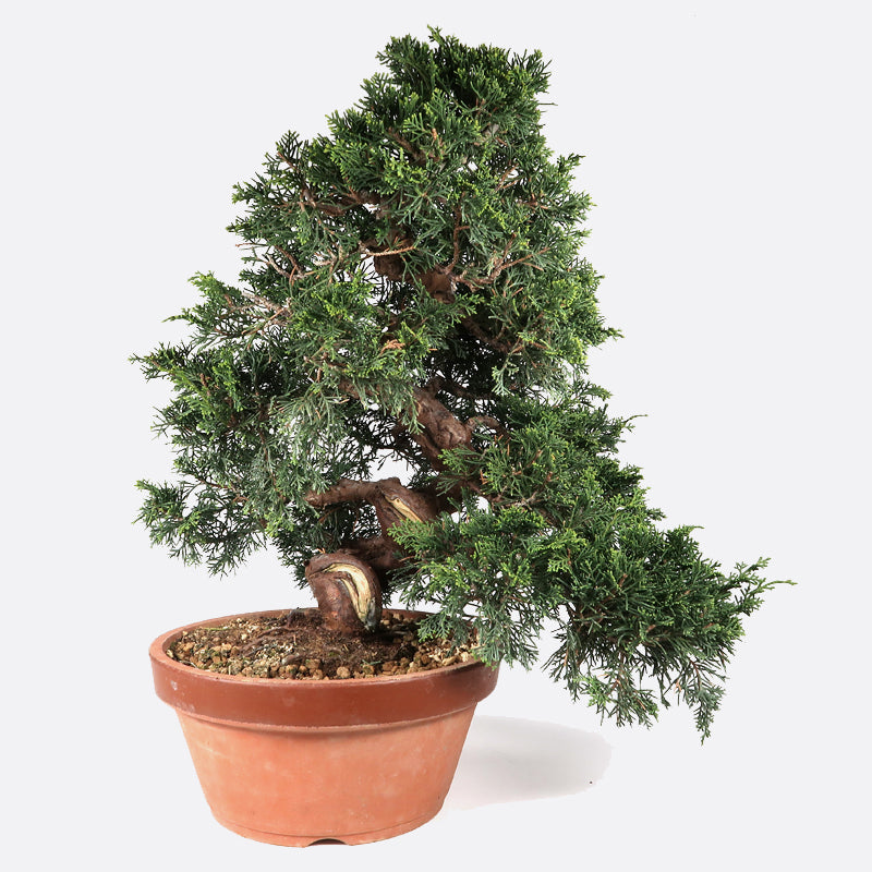 Juniperus - Itoigawa Wacholder, ca. 33 jährig, 45-50 cm, Gartenbonsai