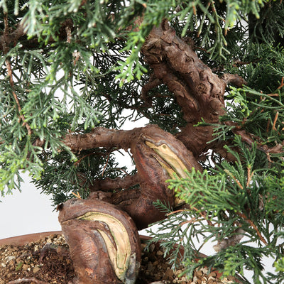 Juniperus - Itoigawa Wacholder, ca. 33 jährig, 45-50 cm, Gartenbonsai