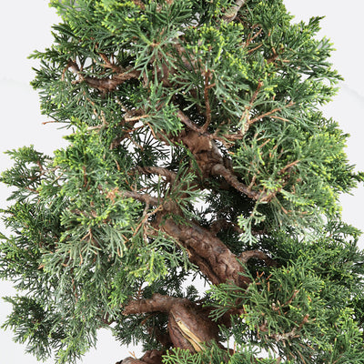 Juniperus - Itoigawa Wacholder, ca. 33 jährig, 45-50 cm, Gartenbonsai
