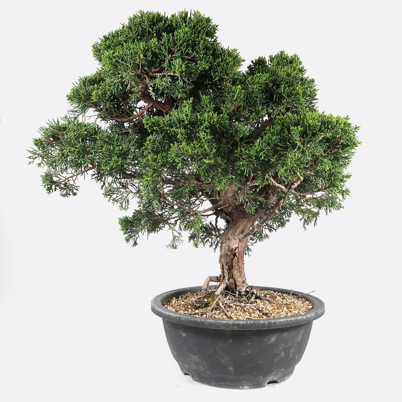 Juniperus - Itoigawa Wacholder, ca. 19 jährig, 40-45 cm, Gartenbonsai