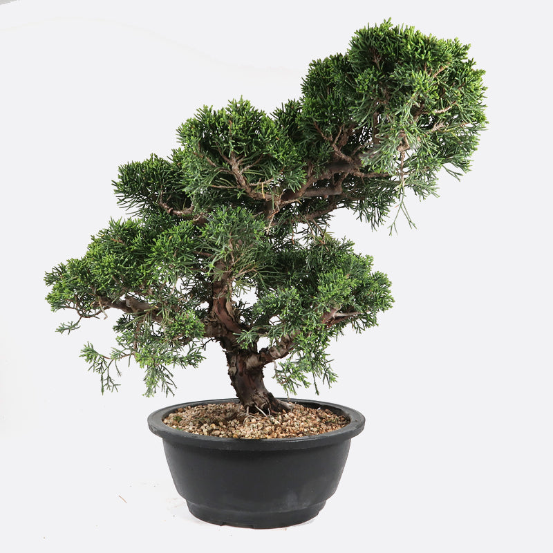 Juniperus - Itoigawa Wacholder, ca. 17 jährig, 35-40 cm, Gartenbonsai