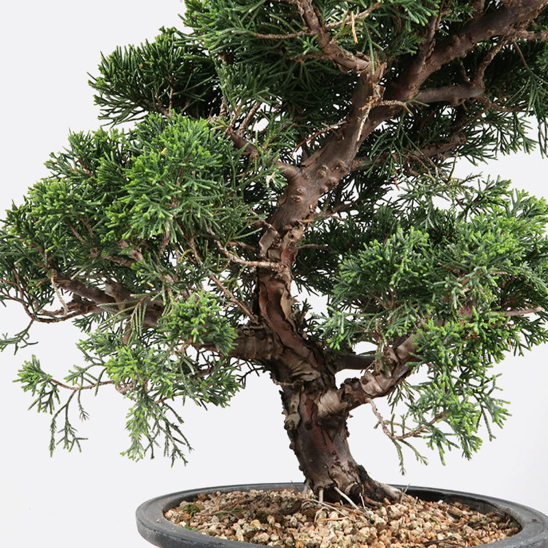 Juniperus - Itoigawa Wacholder, ca. 17 jährig, 35-40 cm, Gartenbonsai