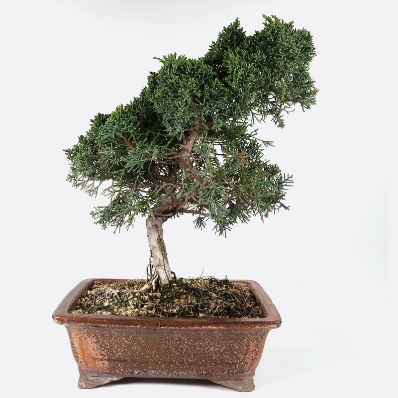 Juniperus Kyushu - Wacholder, ca. 13 jährig, 35-40 cm, Gartenbonsai