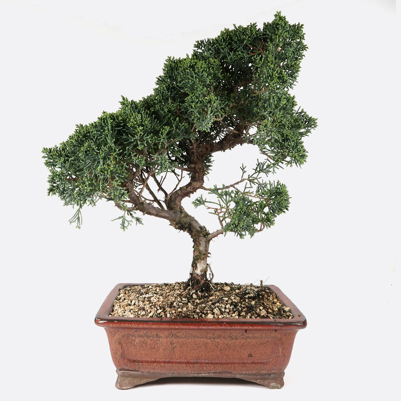 Juniperus Kyushu - Wacholder, ca. 13 jährig, 35-40 cm, Gartenbonsai